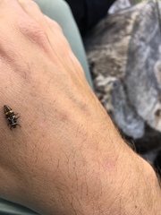 Coccinella septempunctata