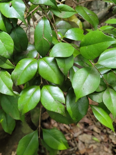 Eugenia confusa (Eugenia confusa)