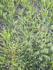 Plagiobothrys undulatus