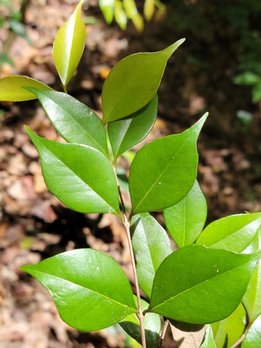 Eugenia confusa, photograph 5