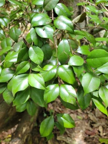 Image of Eugenia confusa by (c) Jay Horn, some rights reserved (CC BY)