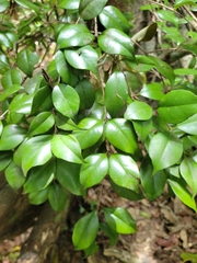 Eugenia confusa, photograph (c) Jay Horn, some rights reserved (CC BY)
