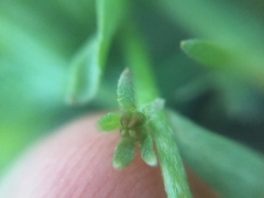 Plagiobothrys undulatus