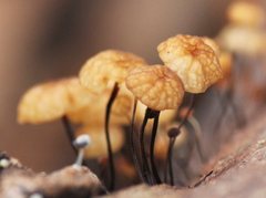 Marasmius alveolaris
