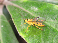 Xanthopimpla rhopaloceros