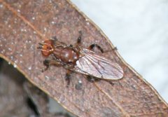 Tapeigaster nigricornis