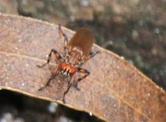 Tapeigaster nigricornis