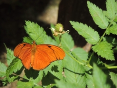 Dryas