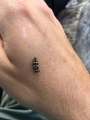 Coccinella septempunctata