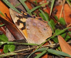 Heteronympha banksii