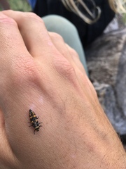 Coccinella septempunctata