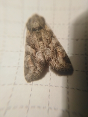Lacanobia contigua