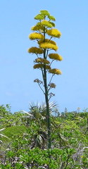 Agave caymanensis