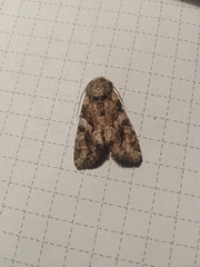 Lacanobia contigua