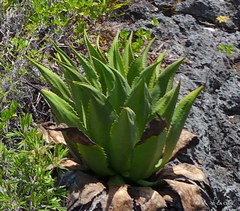 Agave caymanensis