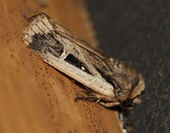 Proteuxoa tortisigna