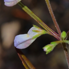 Collinsia linearis