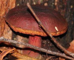 Boletus barragensis