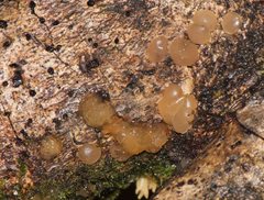 Tremella globispora