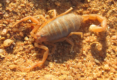 Parabuthus granulatus