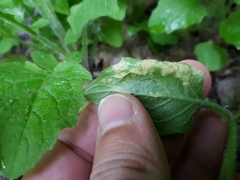 Puccinia lapsanae