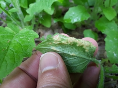 Puccinia lapsanae
