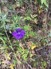 Delphinium decorum