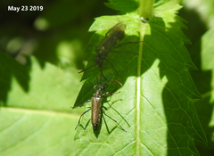 Strangalomorpha tenuis