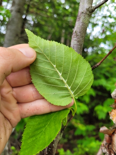 Image of Betula cordifolia by (c) Sam Turner, some rights reserved (CC BY)