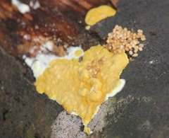 Trichoderma sulphureum