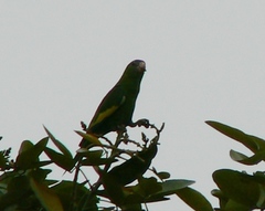 Brotogeris versicolurus