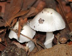 Leucoagaricus ooliekirrus