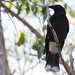 Southeastern Pied Currawong - Photo (c) Matt Campbell, some rights reserved (CC BY-NC-SA), uploaded by Matt Campbell