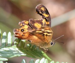 Heteronympha banksii