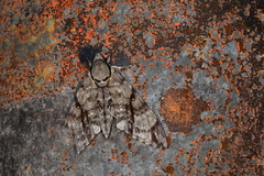 Notonagemia analis gressitti