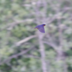 Hirundo rustica erythrogaster