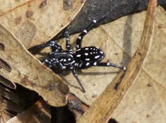 Nyssus albopunctatus