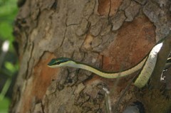 Leptophis mexicanus