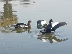 Cairina moschata domestica