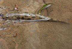 Pseudaphritis urvillii