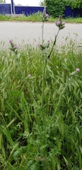 Carduus arabicus