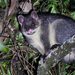 Mountain Brushtail Possum - Photo (c) Matt Campbell, some rights reserved (CC BY-NC-SA), uploaded by Matt Campbell