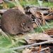 Agile Antechinus - Photo (c) Matt Campbell, some rights reserved (CC BY-NC-SA), uploaded by Matt Campbell