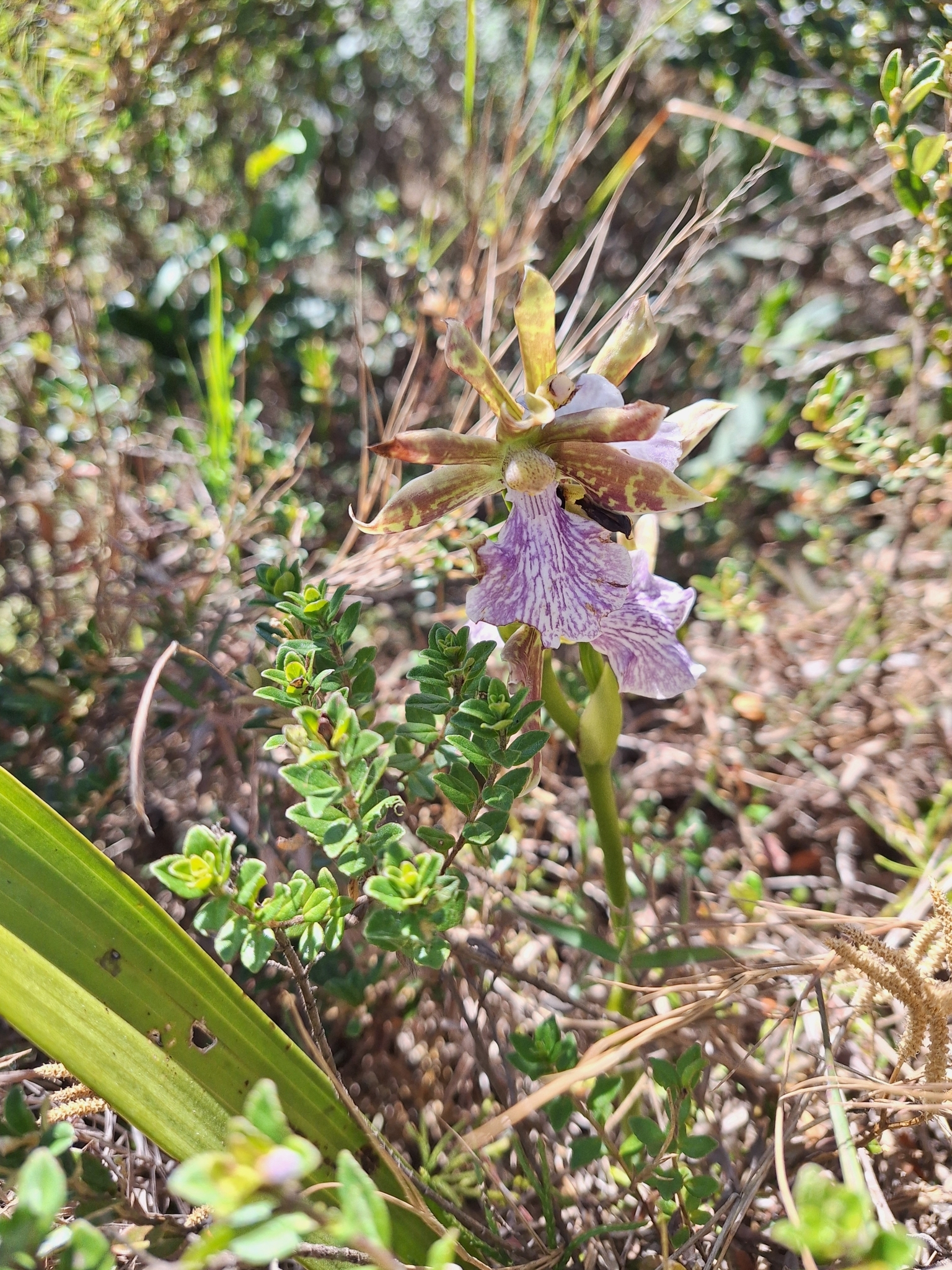 Imagem de Orquídea