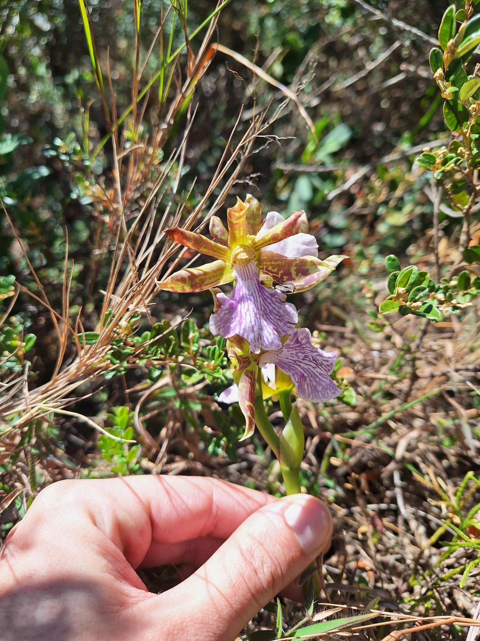 Imagem de Orquídea
