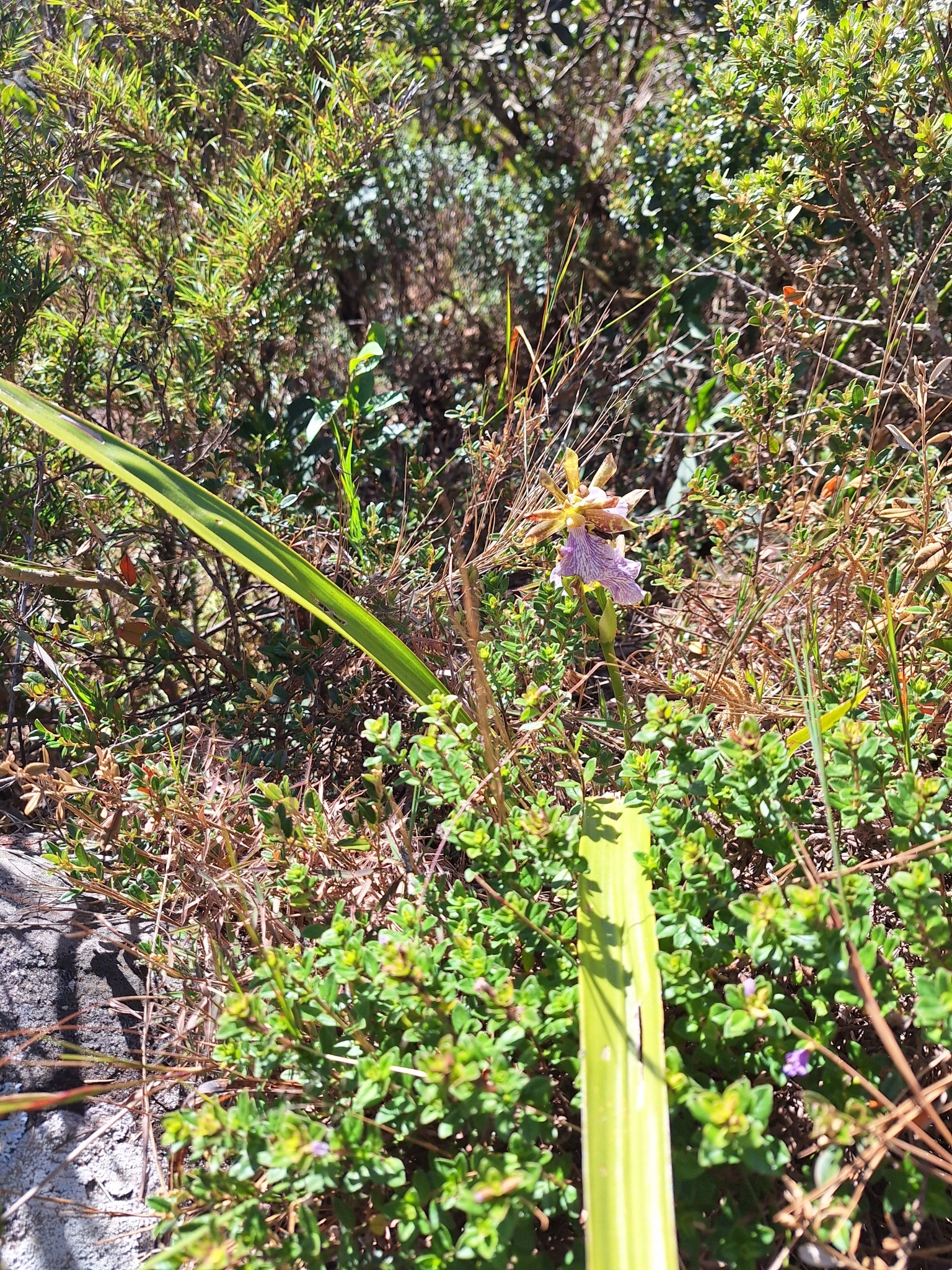 Imagem de Orquídea