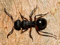 Polyrhachis femorata