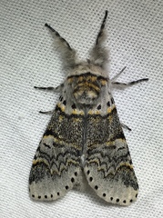 Furcula occidentalis