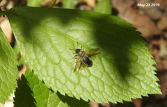 Cimbicidae