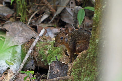 Island Mouse
